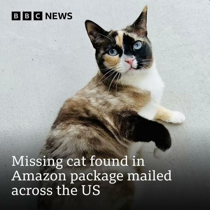 Calico cat with blue eyes lying on a concrete floor, representing fascinating historical photos of pets and their stories.