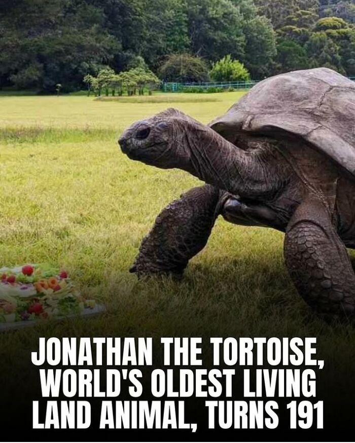 Jonathan the tortoise, a fascinating historical pet, known as the world's oldest living land animal at 191 years old.