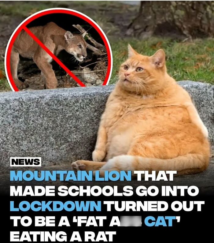 Chubby orange cat sitting on a stone ledge with an inset image of a mountain lion crossed out, highlighting pets perspective.