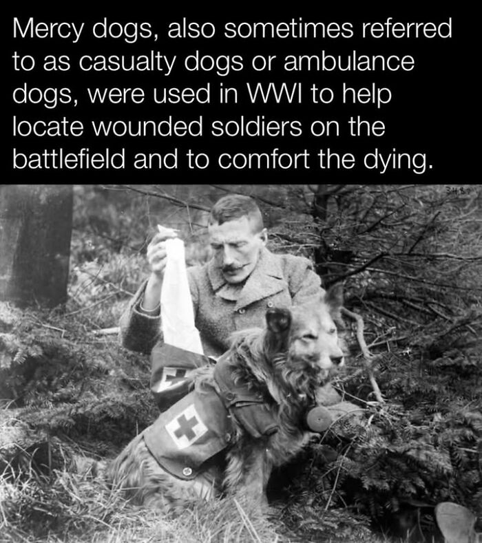 Mercy dog in WWI wearing a Red Cross vest, helping locate wounded soldiers and comforting the dying on the battlefield.