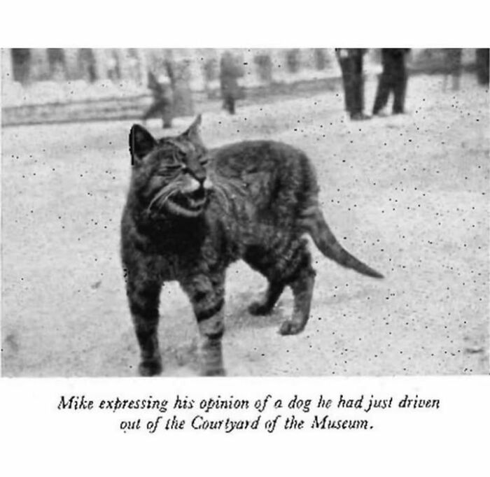 Historical photo of a cat expressing opinion on a dog, showcasing fascinating vintage pets and their behavior.