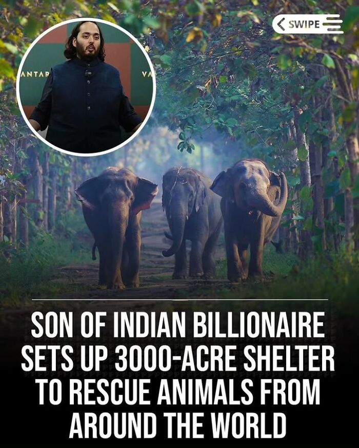 Elephants walking in a forest on a large animal rescue shelter, showcasing fascinating historical photos of pets.