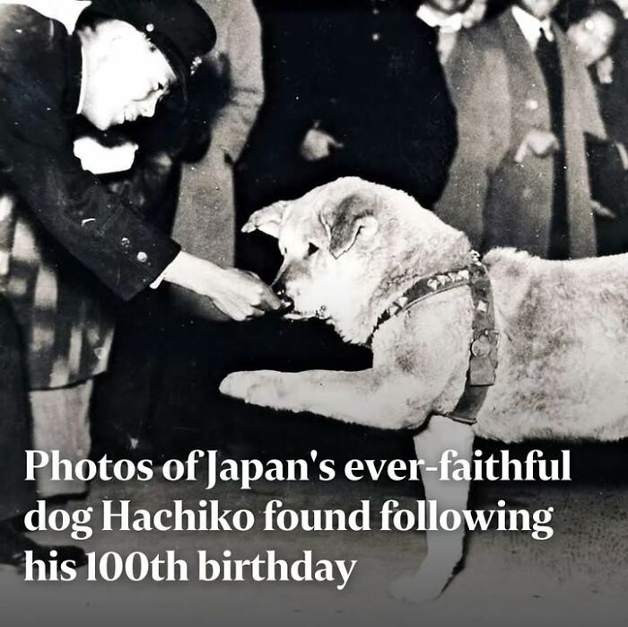 Black and white historical photo of Japan's faithful dog Hachiko being fed, highlighting fascinating historical photos of pets.