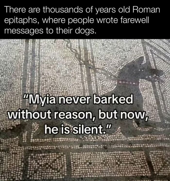 Roman mosaic of a dog with an epitaph showing ancient farewell messages about pets.