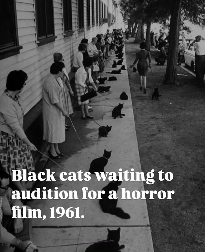 Black cats on leashes with handlers in a historical photo related to pets, waiting for a film audition in 1961.