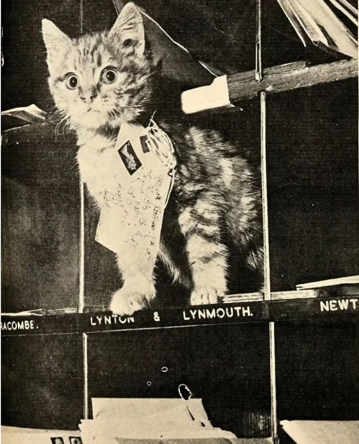 Vintage black and white photo of a kitten with a tag, featured in historical photos about pets.