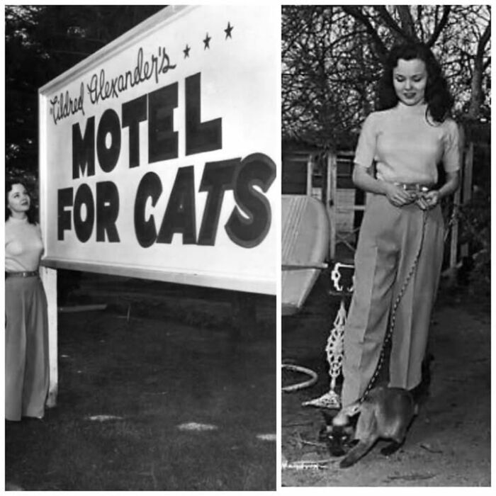 Woman standing next to a vintage motel for cats sign and walking a cat on a leash in a historical black and white photo.