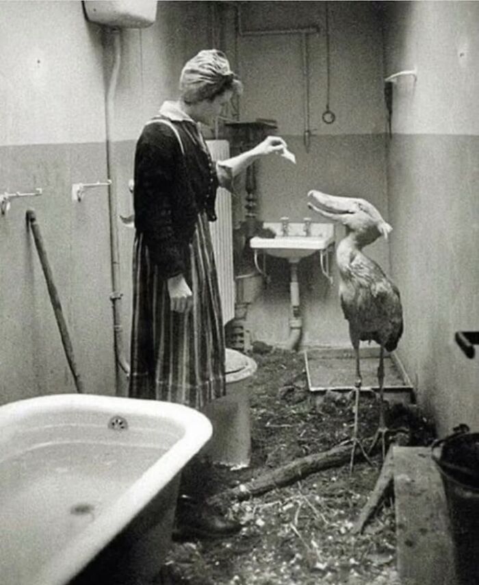Woman feeding a large bird inside a rustic room in a fascinating historical photo showing unique pet care.