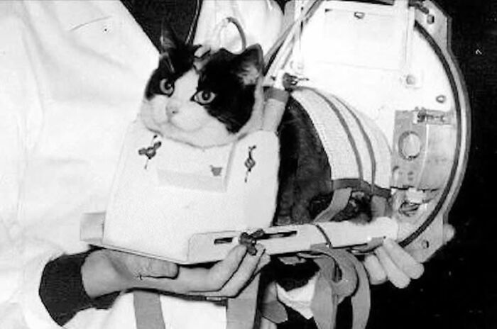 Black and white historical photo of a cat in a scientific pet carrier, illustrating fascinating perspectives on pets.