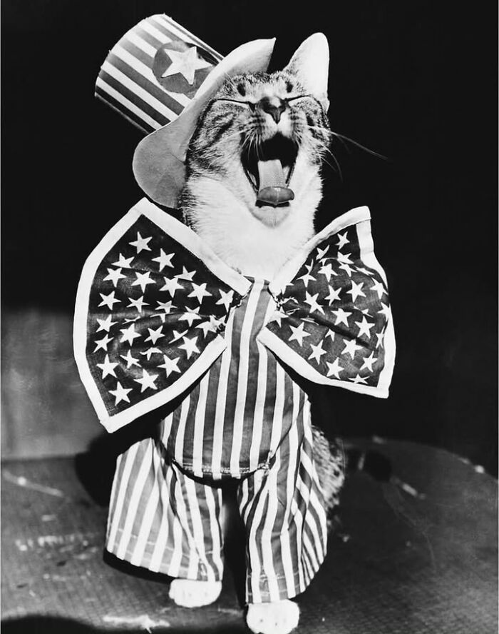 Black and white historical photo of a cat wearing a patriotic striped outfit with a large star-spangled bow on its neck.