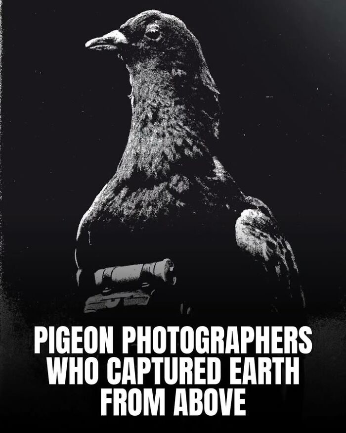 Black and white photo of a pigeon equipped with a small camera, showcasing historical perspective on pets and photography.