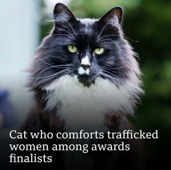 Black and white cat with piercing eyes featured in a historical photo highlighting pets' impact on people.