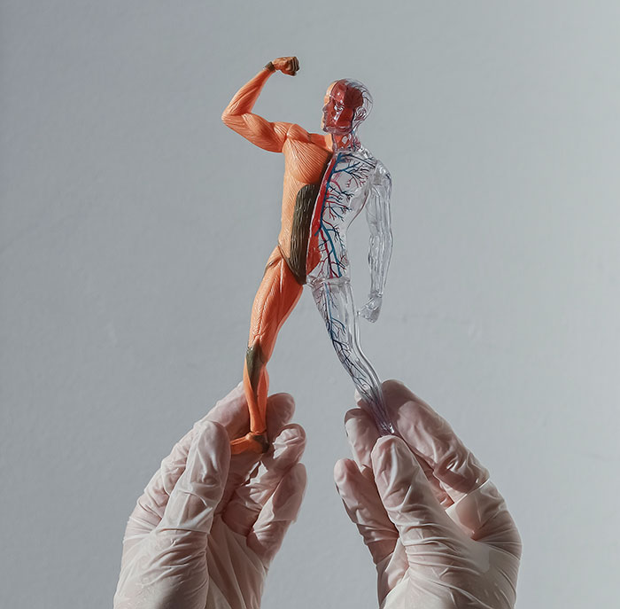 Hands wearing gloves holding a half-muscle, half-transparent human figure showing surprising body quirks and anatomy details.