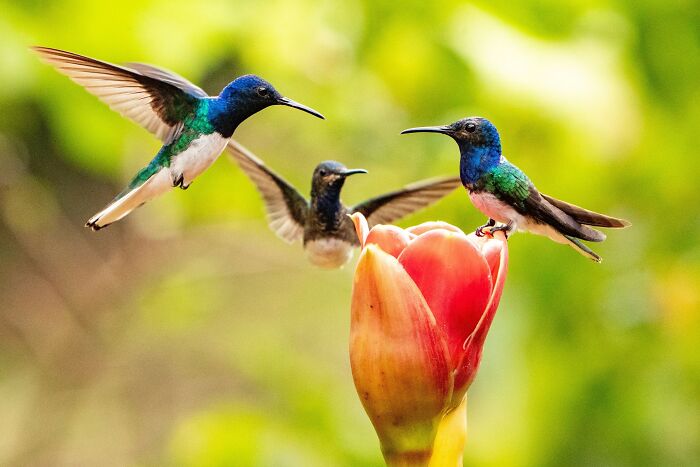 Three colorful hummingbirds, one perched on a flower, illustrating odd and funny names for groups of animals.