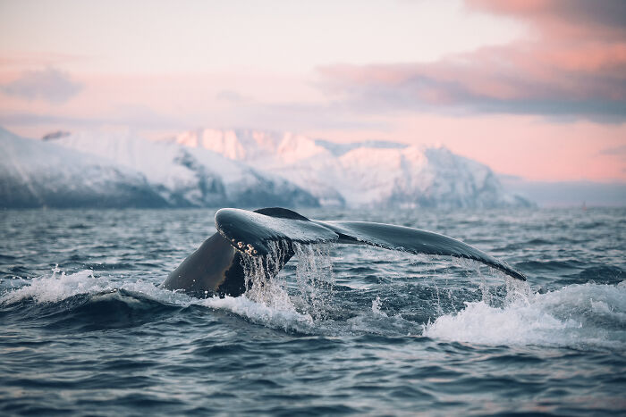 Whale tail splashing in icy northern waters with snow-covered mountains, showcasing beautiful northern wild encounters in nature.