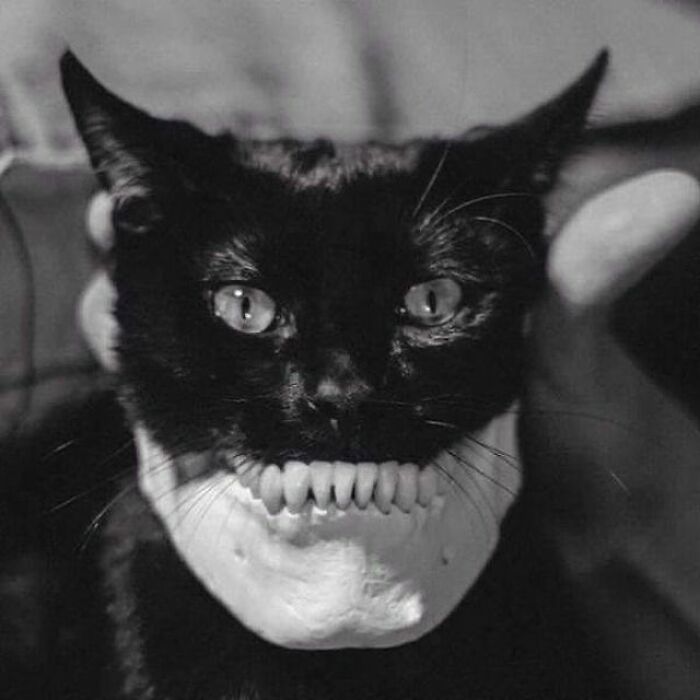 Black cat held with a set of weird history pics showing unusual dentures fitted in its mouth, creating a bizarre past image.