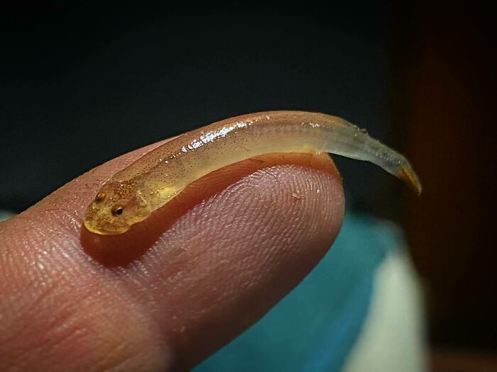 Tiny translucent creature resting on a finger, illustrating a contender for the scariest animal in the world discussion.