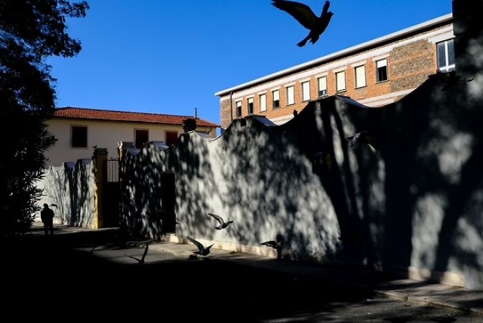 Street photo capturing shadows of trees on a wall with pigeons flying and a person walking in everyday life.