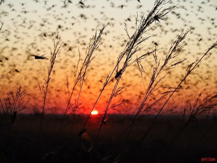 Sunset behind tall grasses with a blurred swarm of birds in a street photo showing everyday life moments.