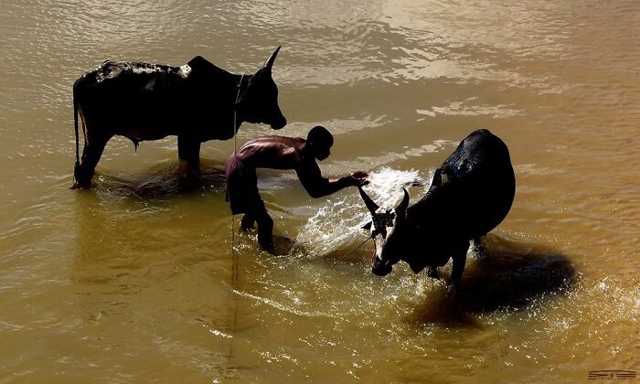 Child washing two cows in murky river water, a compelling street photo capturing everyday life moments.