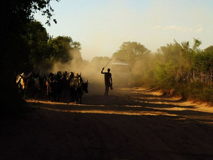 Silhouetted herder guiding cattle on dusty rural road during sunset in a street photo capturing everyday life.
