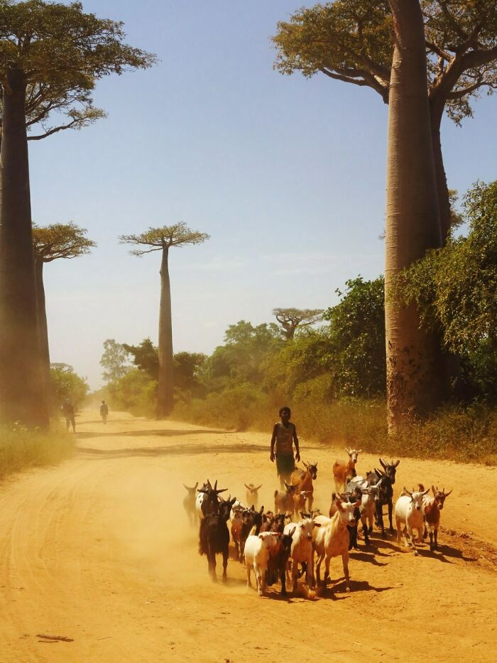 Goat herder walking on dusty road lined with large trees in a street photo capturing everyday life by Stéphane Kyndt.