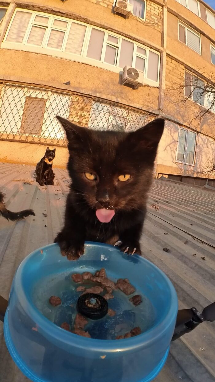 Black kitten eating from a blue bowl outdoors with stray animals fed using RC car and drone technology.