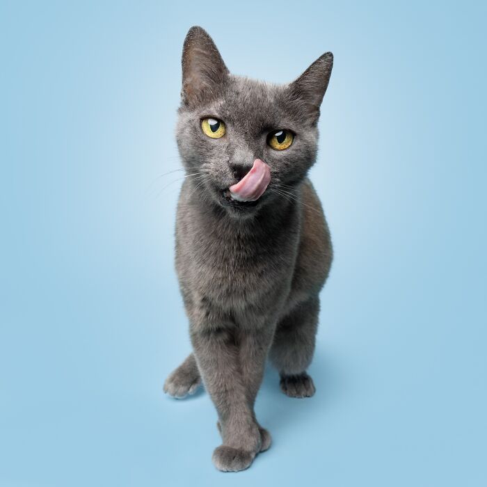 Gray cat with yellow eyes licking its nose, captured in a funny and sweet pet portrait by Greg Murray.