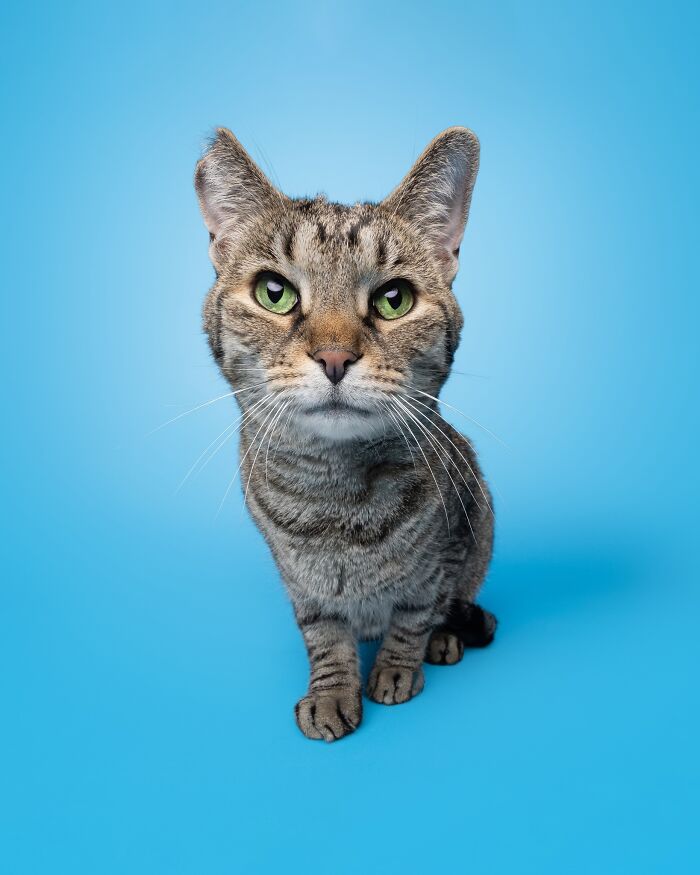 Close-up portrait of a tabby cat with green eyes against a bright blue background by Greg Murray pet portraits.