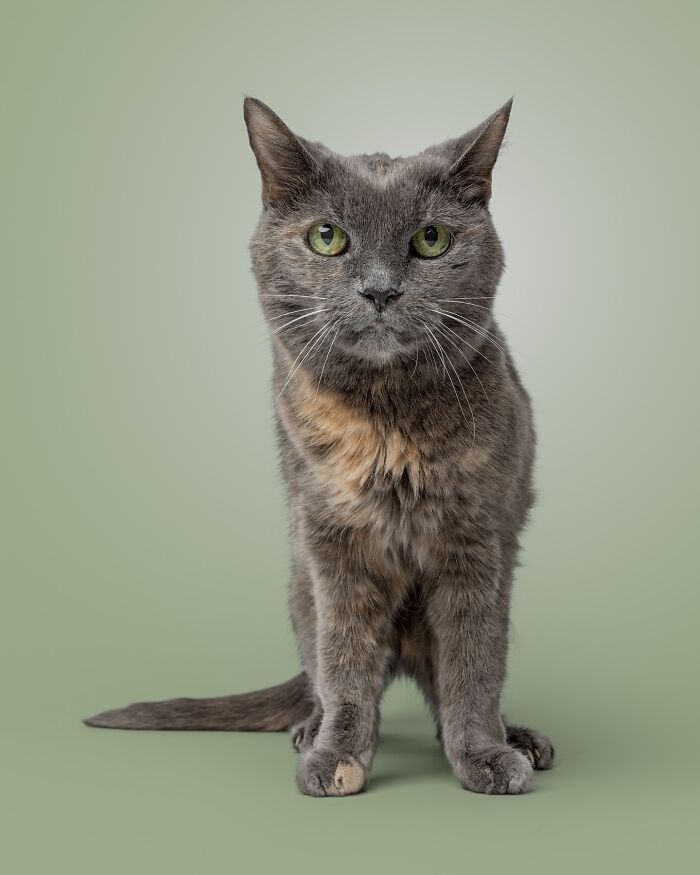 Gray and tan cat with green eyes sitting calmly against a soft green backdrop in a pet portrait style