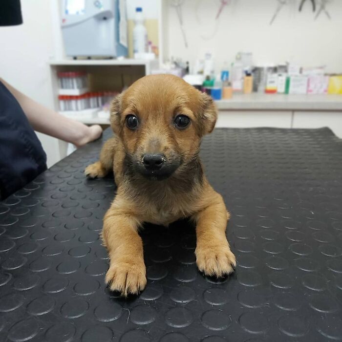 Puppy resting on vet table cared for by small team at Serbia’s largest abandoned and rescued animal shelter. Puppy resting on vet table cared for by small team at Serbia’s largest abandoned and rescued animal shelter.