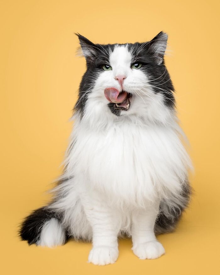 Fluffy black and white cat with tongue out against a yellow background in a funny and sweet pet portrait by Greg Murray.
