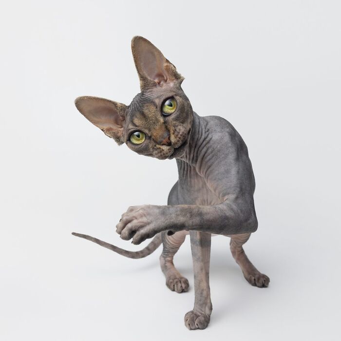 Hairless cat with green eyes raising paw in a funny and sweet pet portrait by Greg Murray.