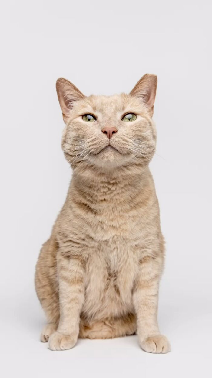 Close-up portrait of a confident cat showcasing the charm of Greg Murray pet portraits in a simple studio setting.