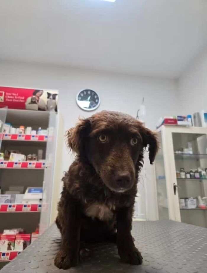Brown dog sitting on a table in a veterinary clinic in Serbia’s largest shelter caring for abandoned animals. Brown dog sitting on a table in a veterinary clinic in Serbia’s largest shelter caring for abandoned animals.