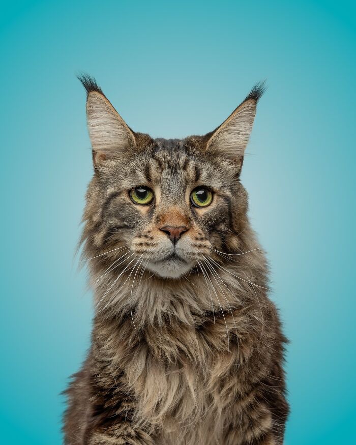 Maine C**n cat with green eyes and fluffy fur in a pet portrait showcasing funny and sweet cat photos.