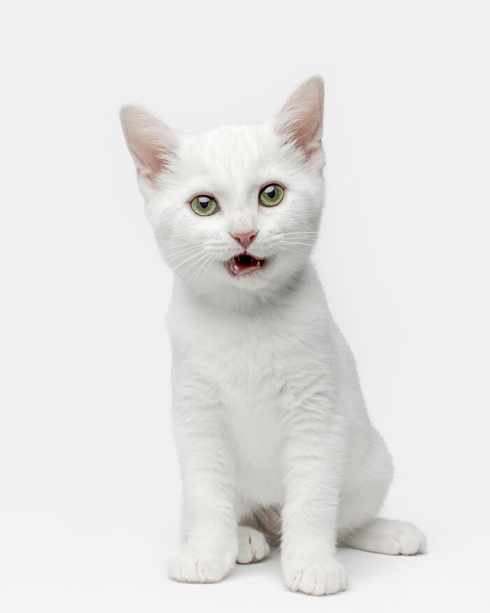 White kitten with green eyes sitting and meowing in a bright studio photo by Greg Murray pet portraits.