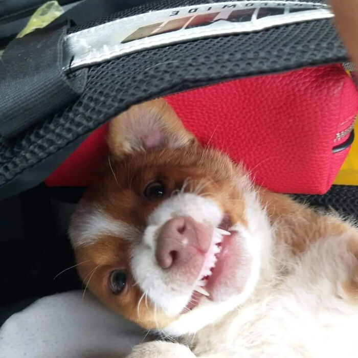 Happy dog lying down in Serbia’s largest animal shelter cared for by a small dedicated team. Happy dog lying down in Serbia’s largest animal shelter cared for by a small dedicated team.
