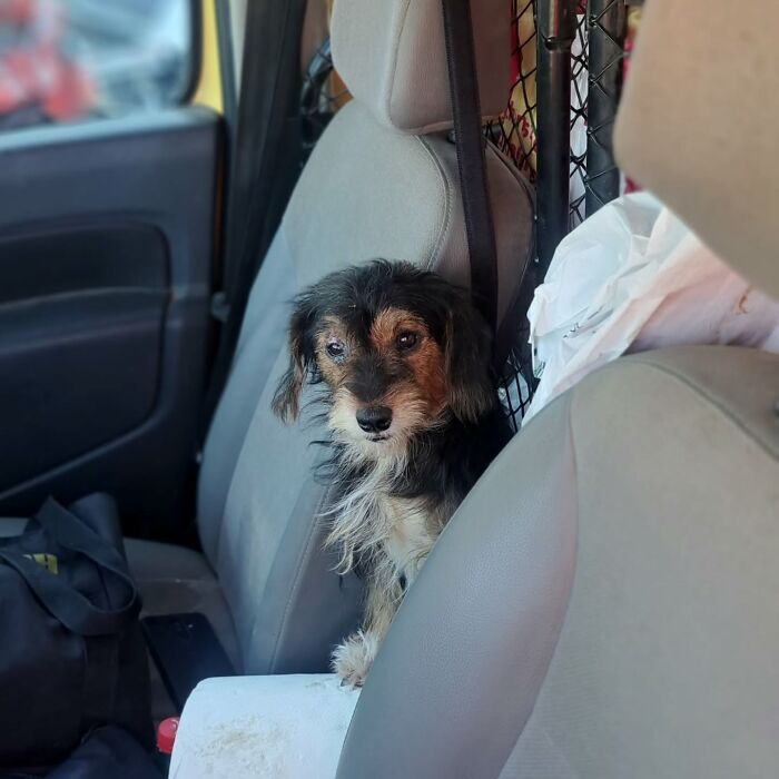 Small rescued dog sitting on a car seat inside Serbia’s largest animal shelter transport vehicle. Small rescued dog sitting on a car seat inside Serbia’s largest animal shelter transport vehicle.