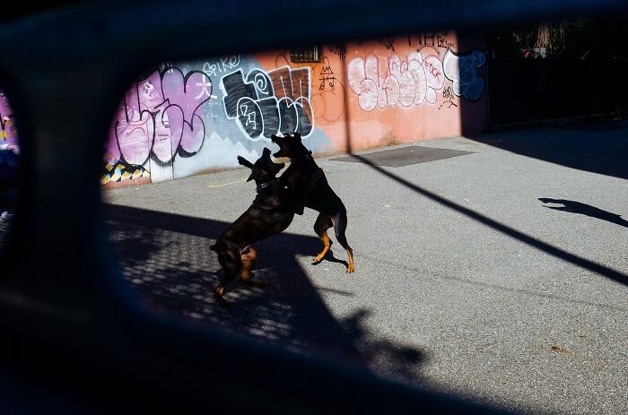 Two dogs playfully interacting on a city street with colorful graffiti in the background, capturing animal moments.