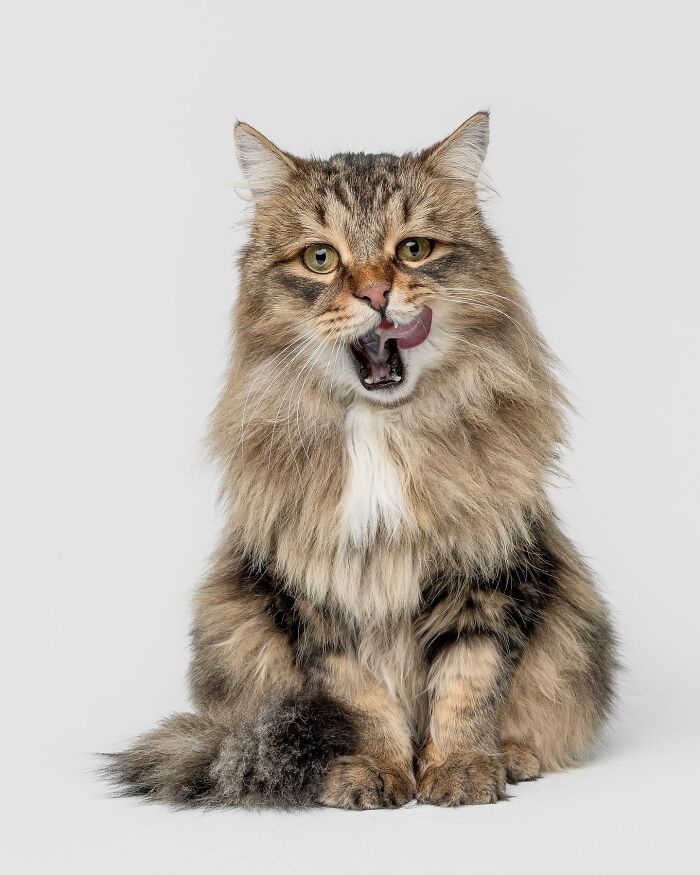 Fluffy tabby cat licking its lips, captured in a funny and sweet pet portrait by Greg Murray.