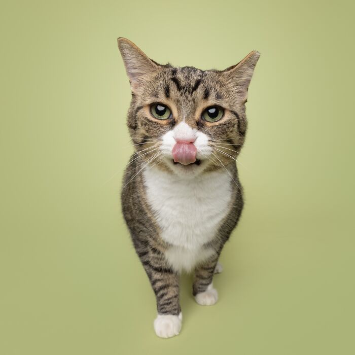 Tabby cat with tongue out posing for funny and sweet pet portrait by Greg Murray on green background.