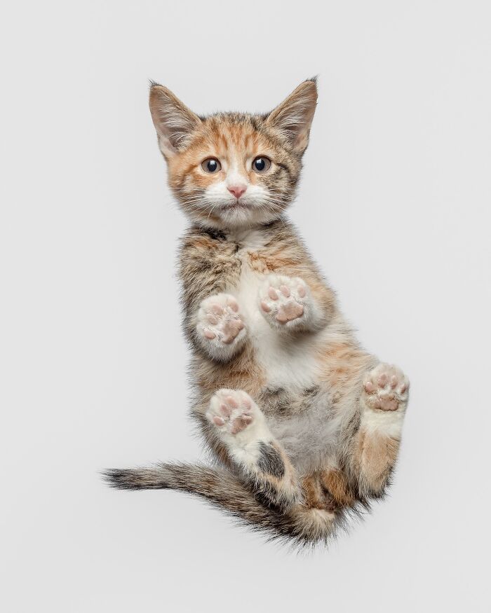 Kitten photo showcasing adorable paws and face, highlighting the charm of funny and sweet cat photos by Greg Murray.