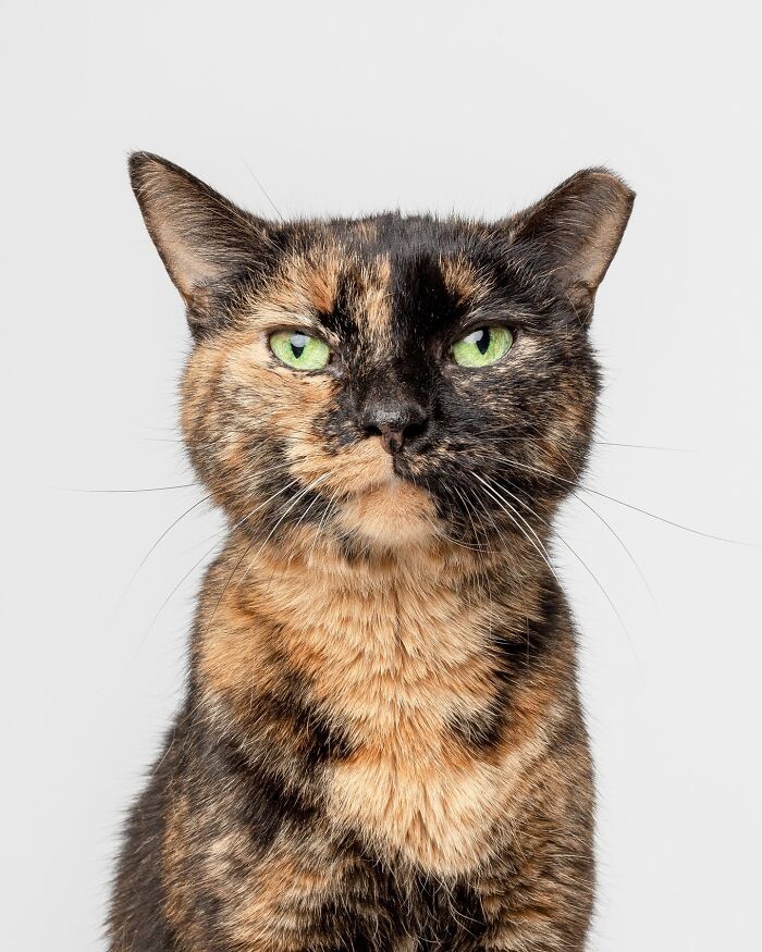 Tortoiseshell cat with green eyes in a pet portrait by Greg Murray showcasing funny and sweet cat photos.