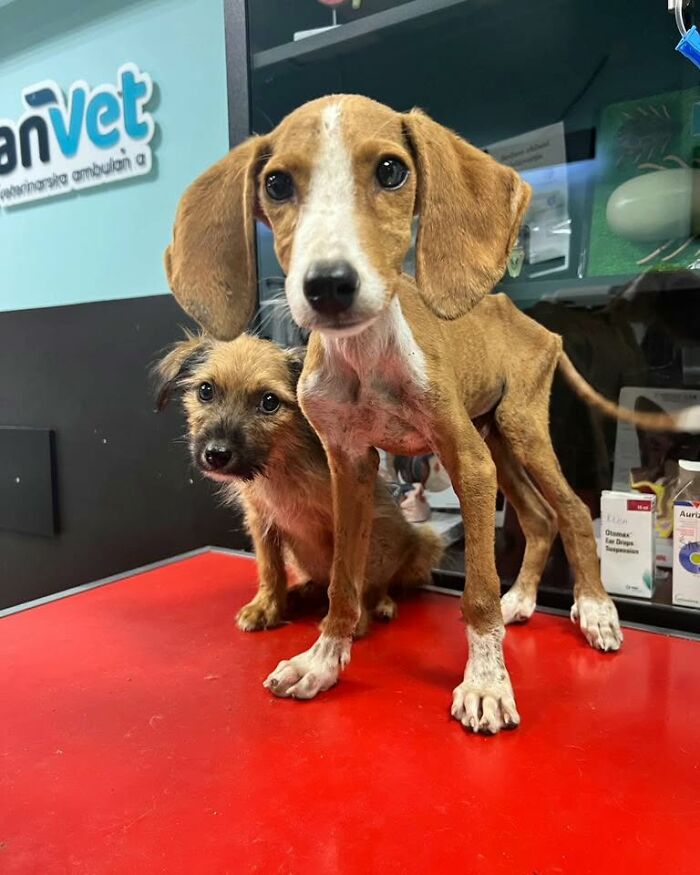 Two rescued dogs at Serbia’s largest shelter cared for by a small team dedicated to abandoned and rescued animals. Two rescued dogs at Serbia’s largest shelter cared for by a small team dedicated to abandoned and rescued animals.