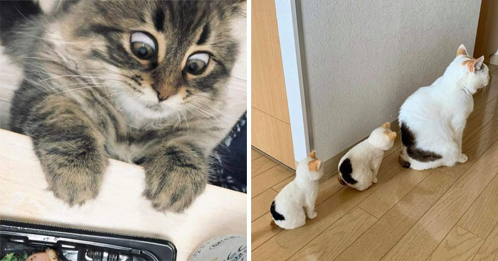 37 Momentos divertidos con gatos que había que compartir