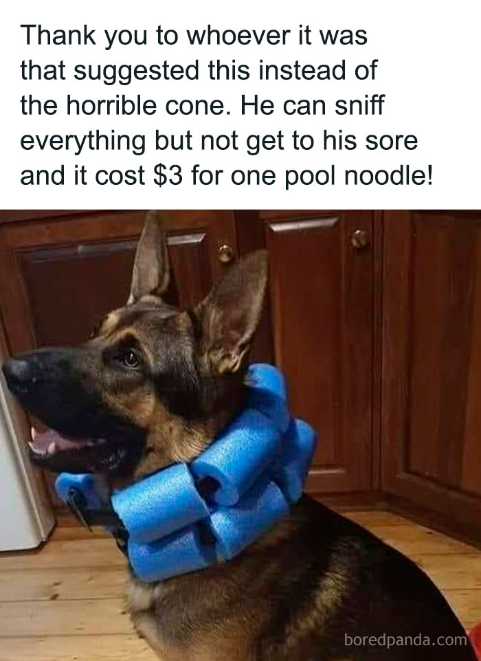 German Shepherd wearing a DIY pool noodle collar as a crafty idea to prevent licking a sore spot on the neck.