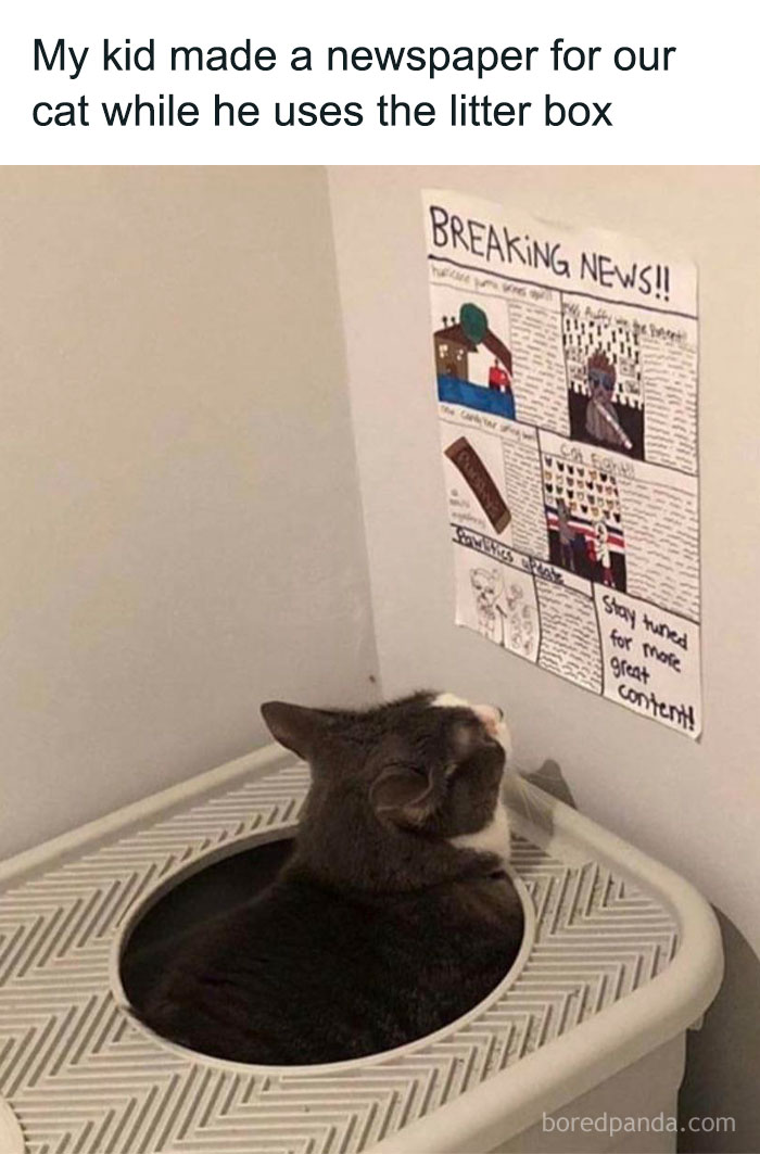 Cat using litter box while reading a homemade newspaper on the wall, showcasing ingenious crafty ideas for pet entertainment.
