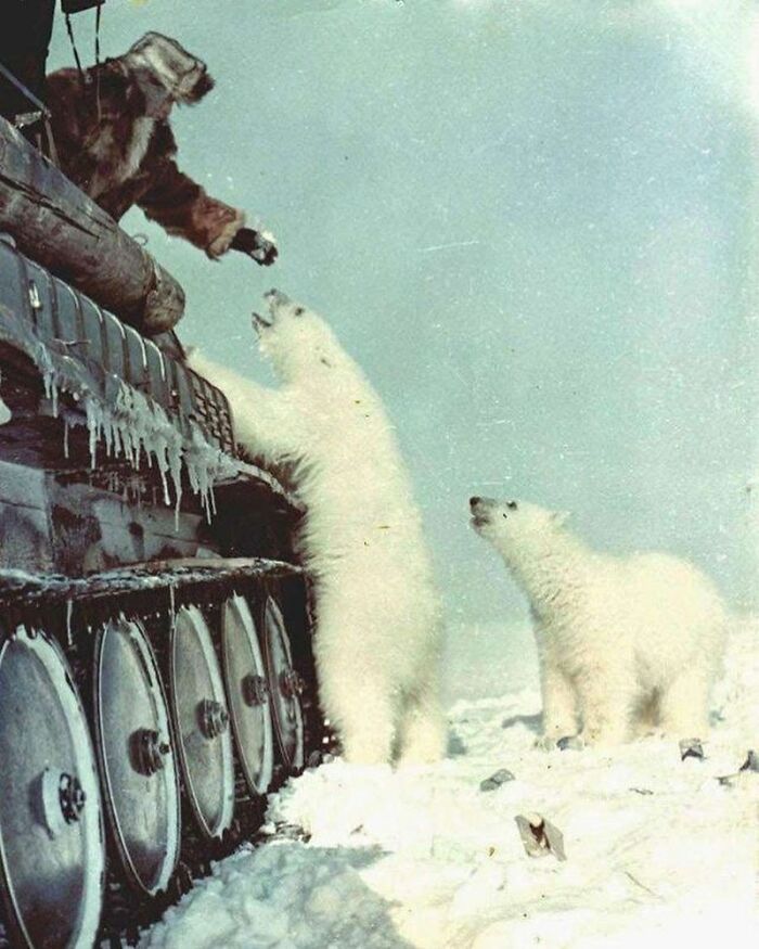 A rare historical photo showing polar bears interacting with a soldier on a snowy military tank, showcasing unusual parts of history.
