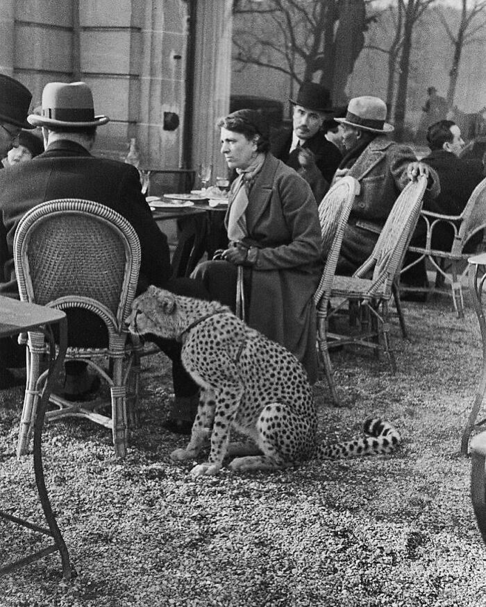 People seated at an outdoor café with a cheetah sitting on the ground, showcasing unfamiliar parts of history in a vintage setting.
